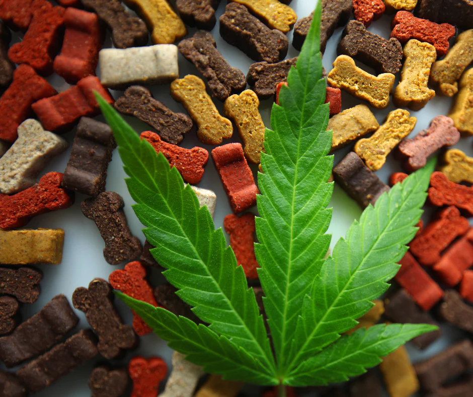 hemp_vs_cbd