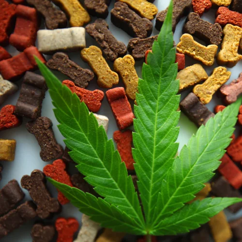 hemp_vs_cbd